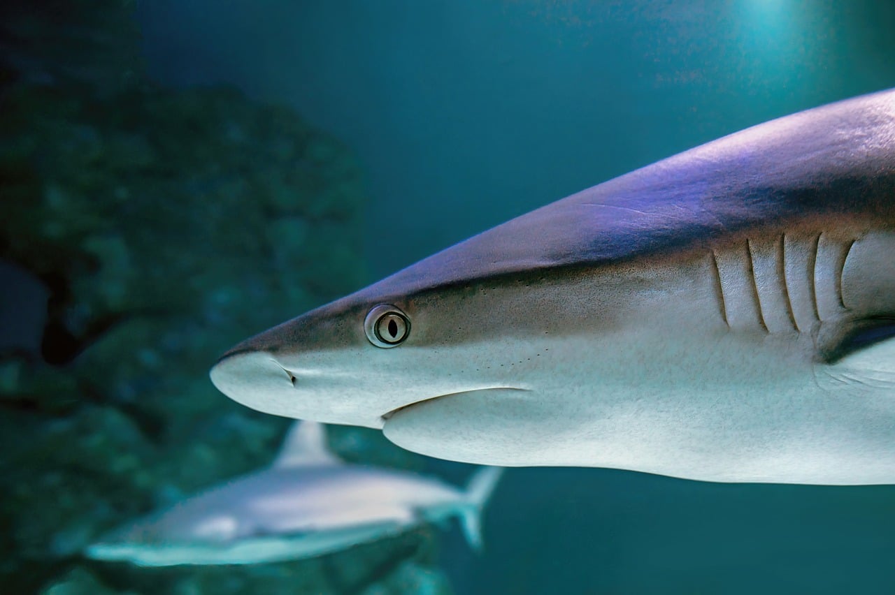 Shark Reef i Yolanda Reef