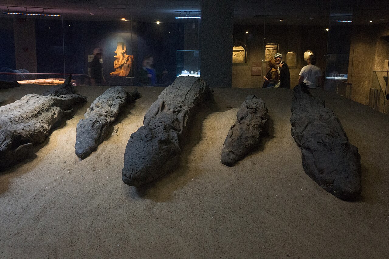 Muzeum Krokodyli