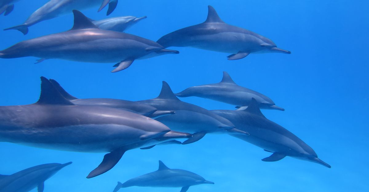 Dolphin House (Sha'ab Samadai)