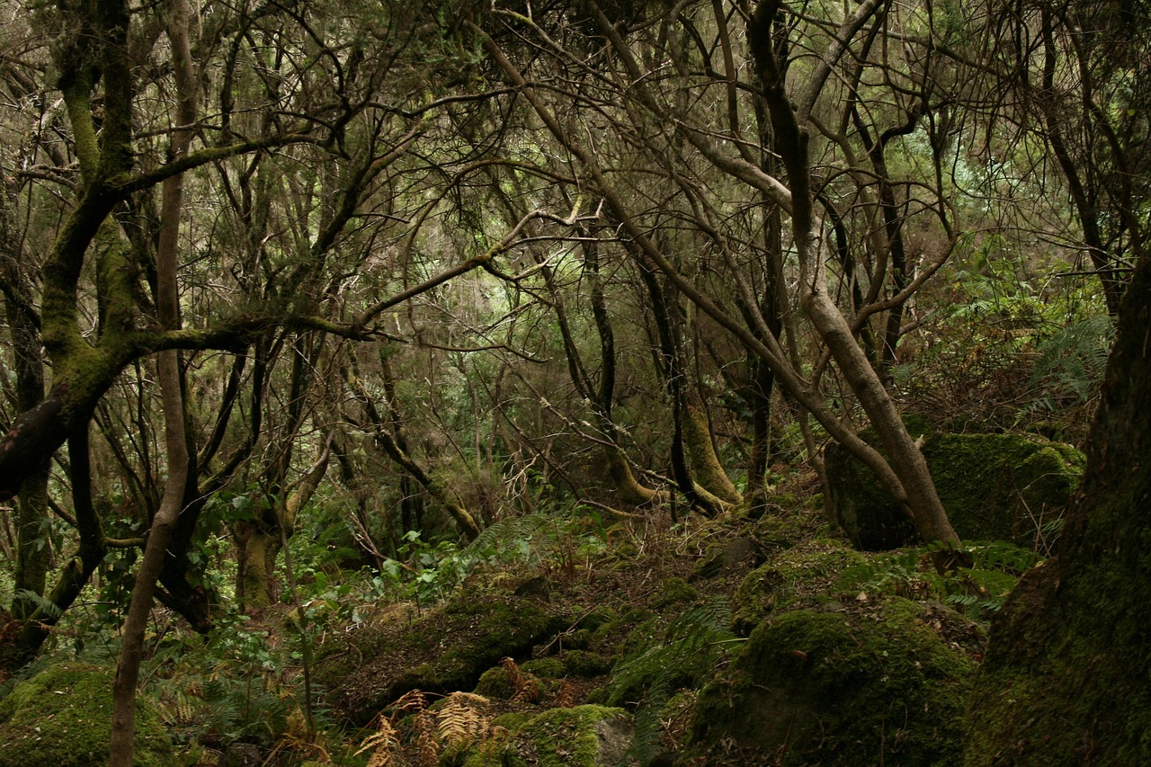 Los Tilos, laurisilva
