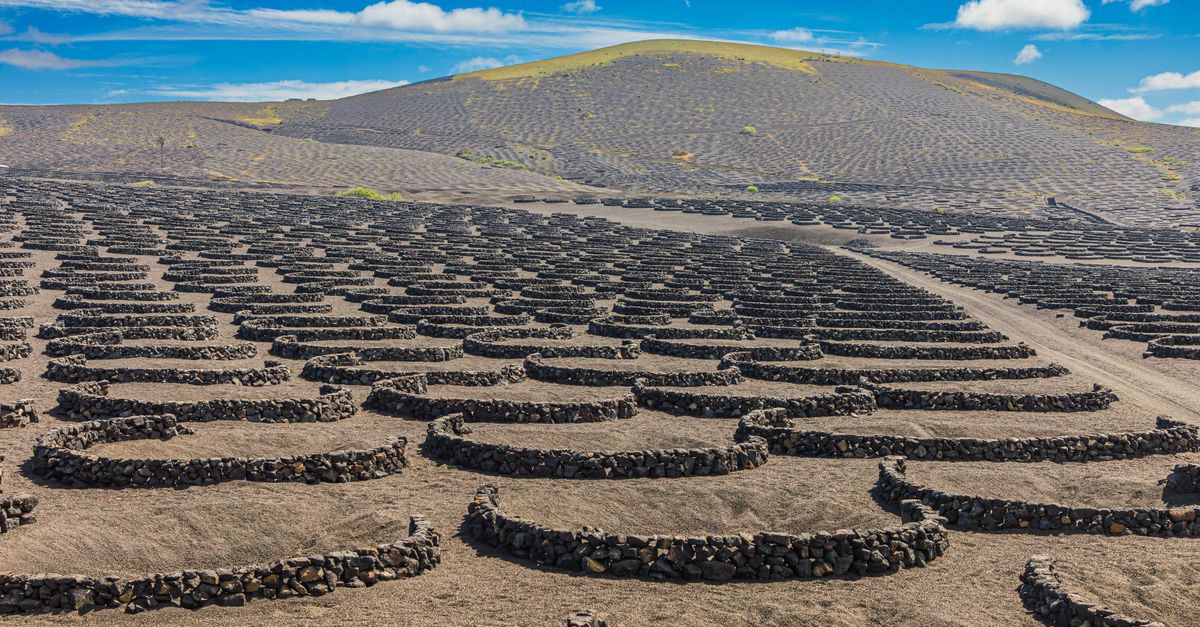 Vino malvasía de Lanzarote