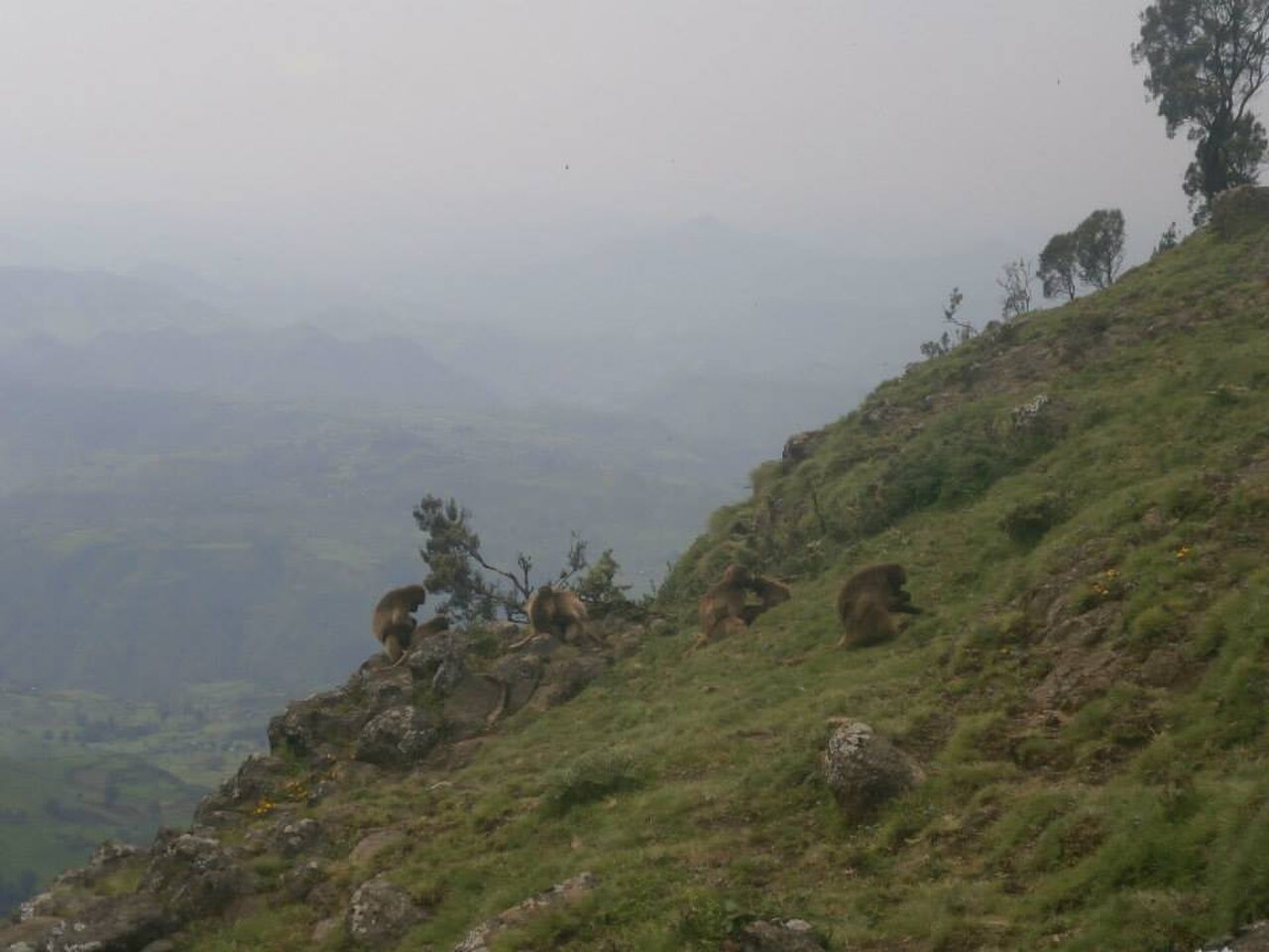 Dżelady na klifach Simien