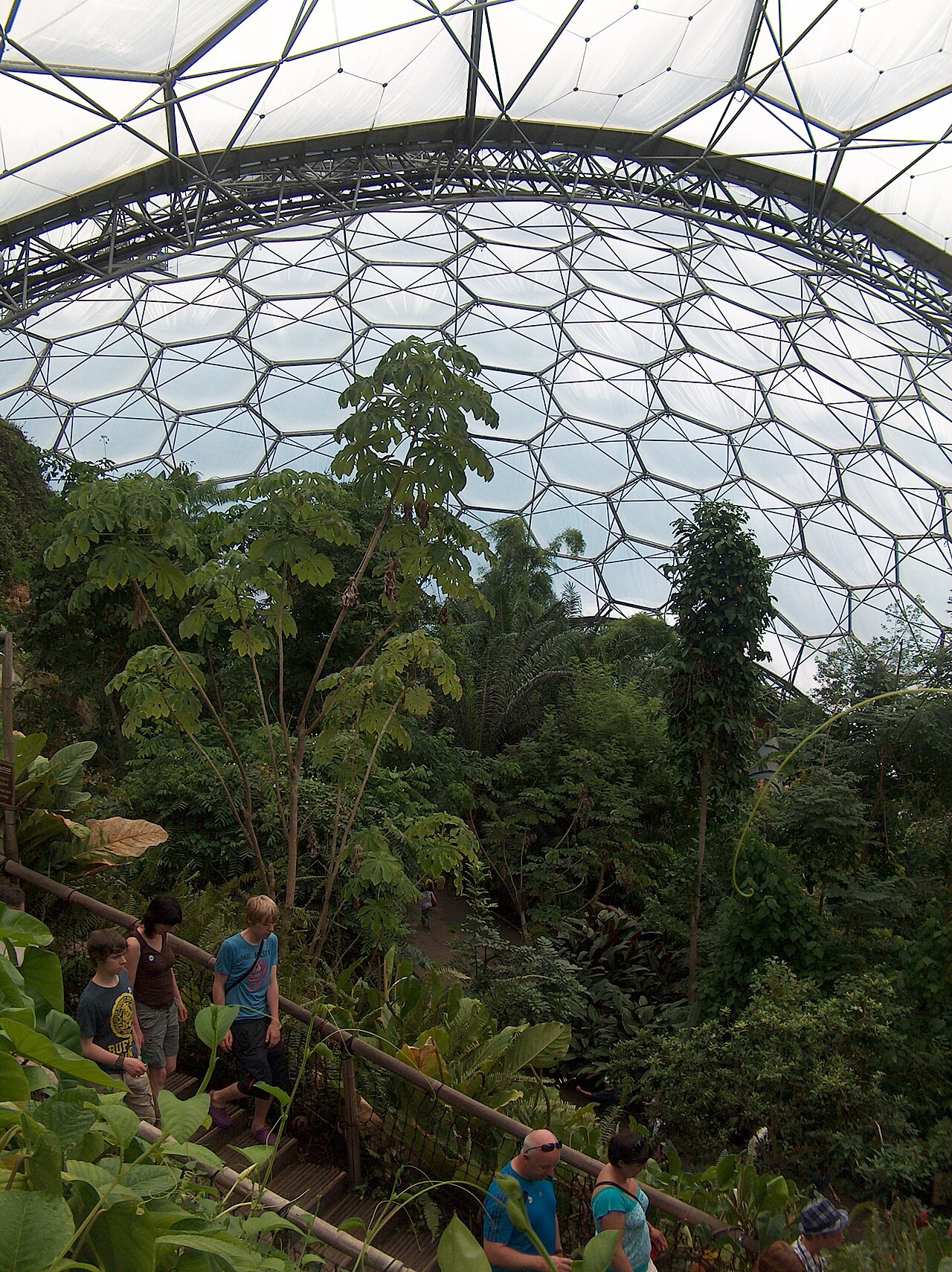 Rainforest Biome