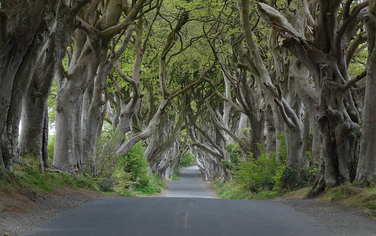 Aleja buków Dark Hedges