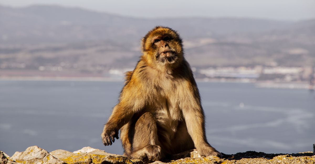 Skala Gibraltarska