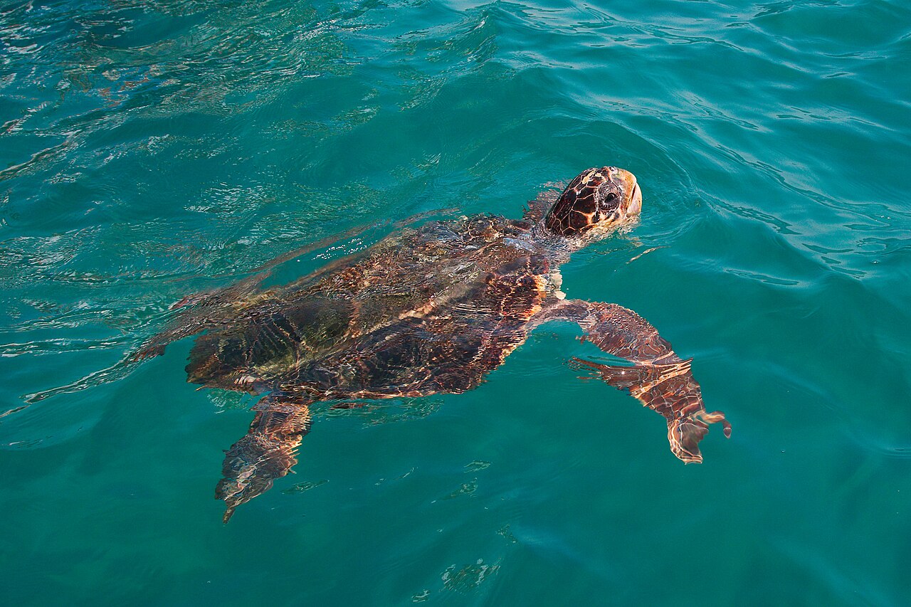 Caretta caretta Laganas