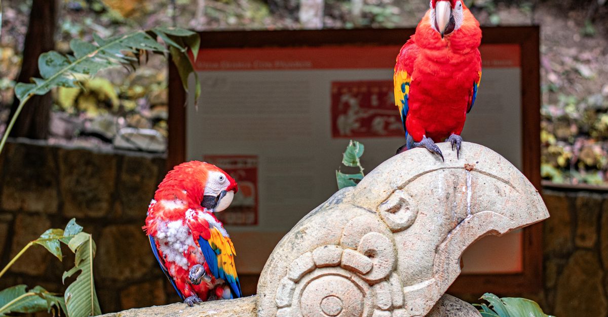 Macaw Mountain Bird Park