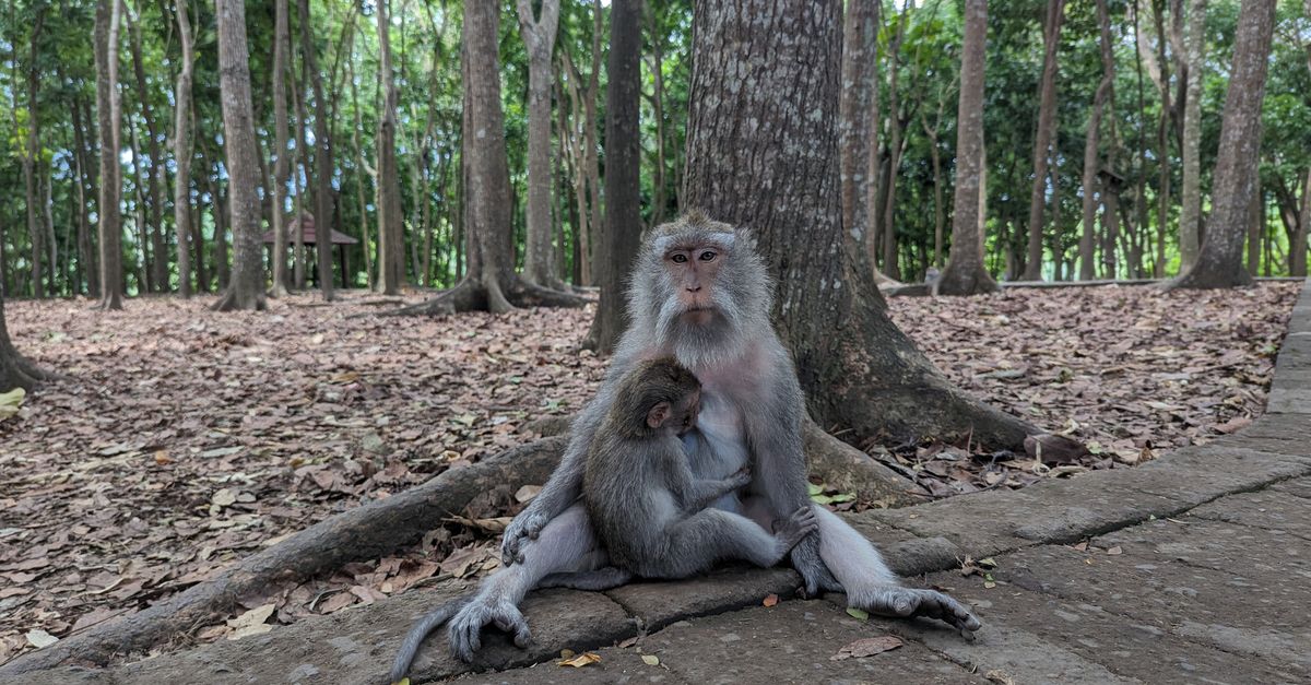 Monkey Forest