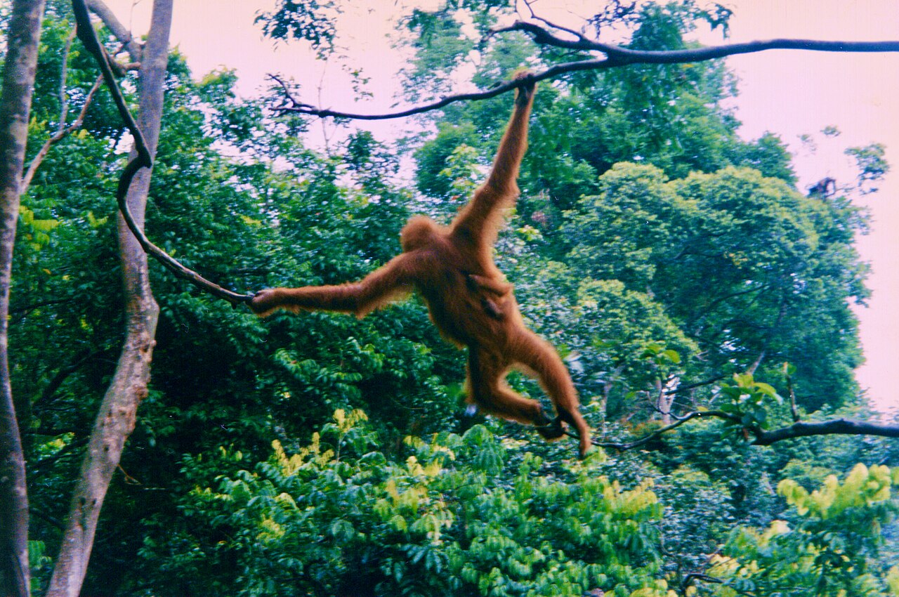 Ośrodek orangutanów