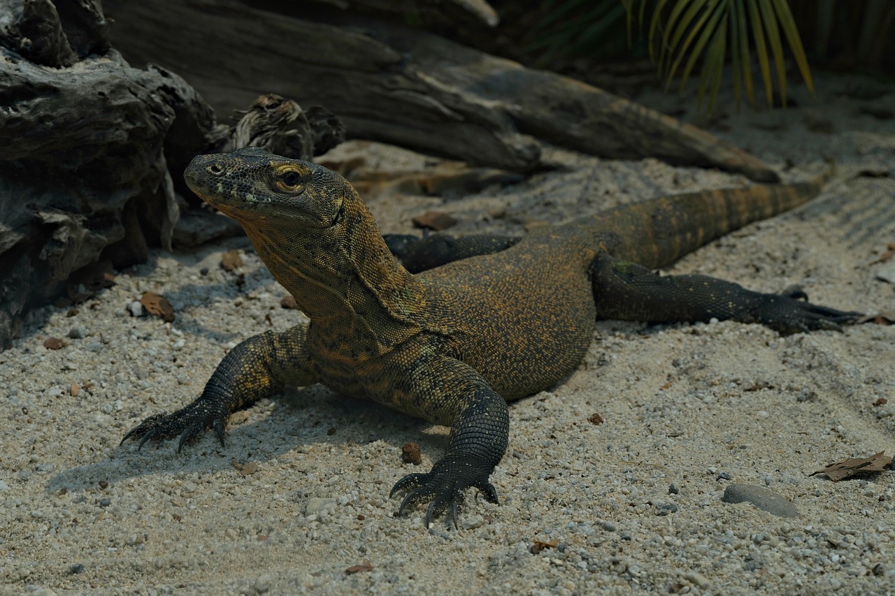 Smoki Komodo na wyspie