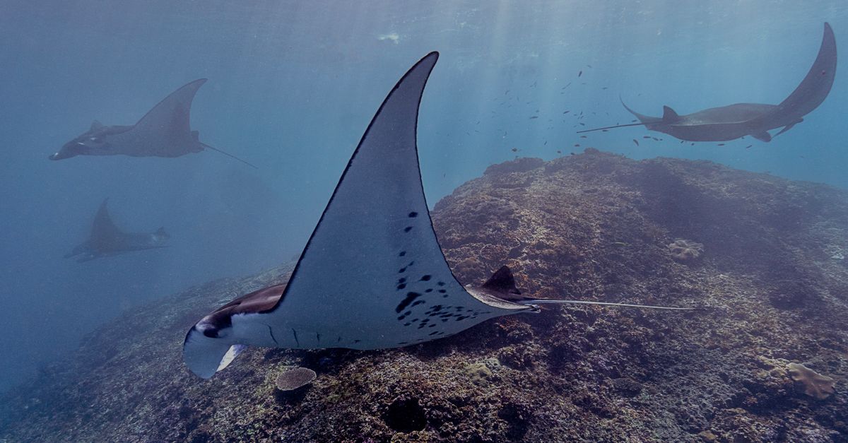 Nurkowanie Manta Point