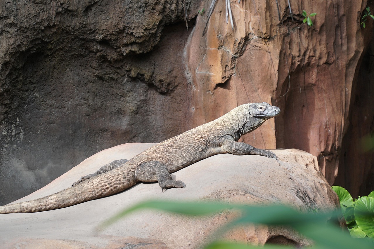 Port i rezerwacja rejsów Komodo