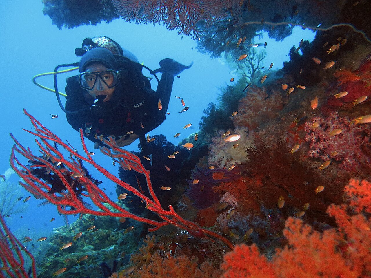 Nurkowanie i snorkeling