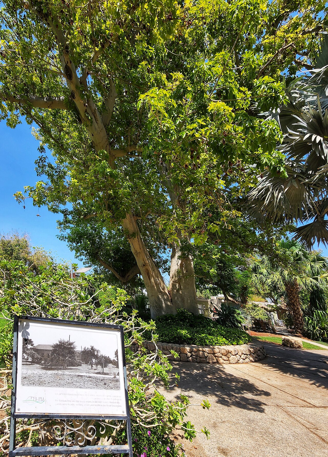 Kibuc Ein Gedi i botanic garden