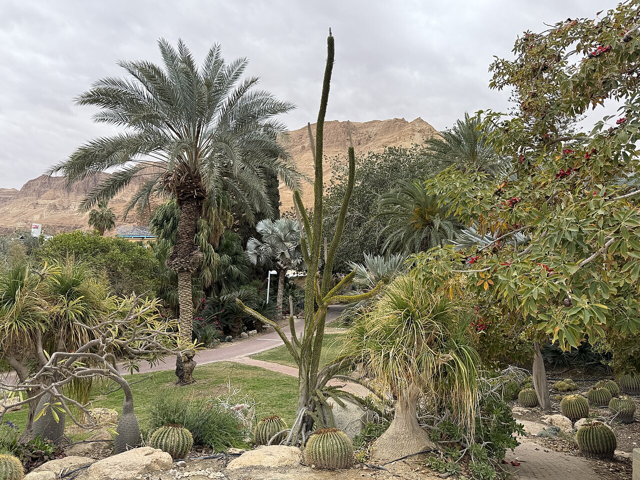 Kibuc Ein Gedi i ogród botaniczny