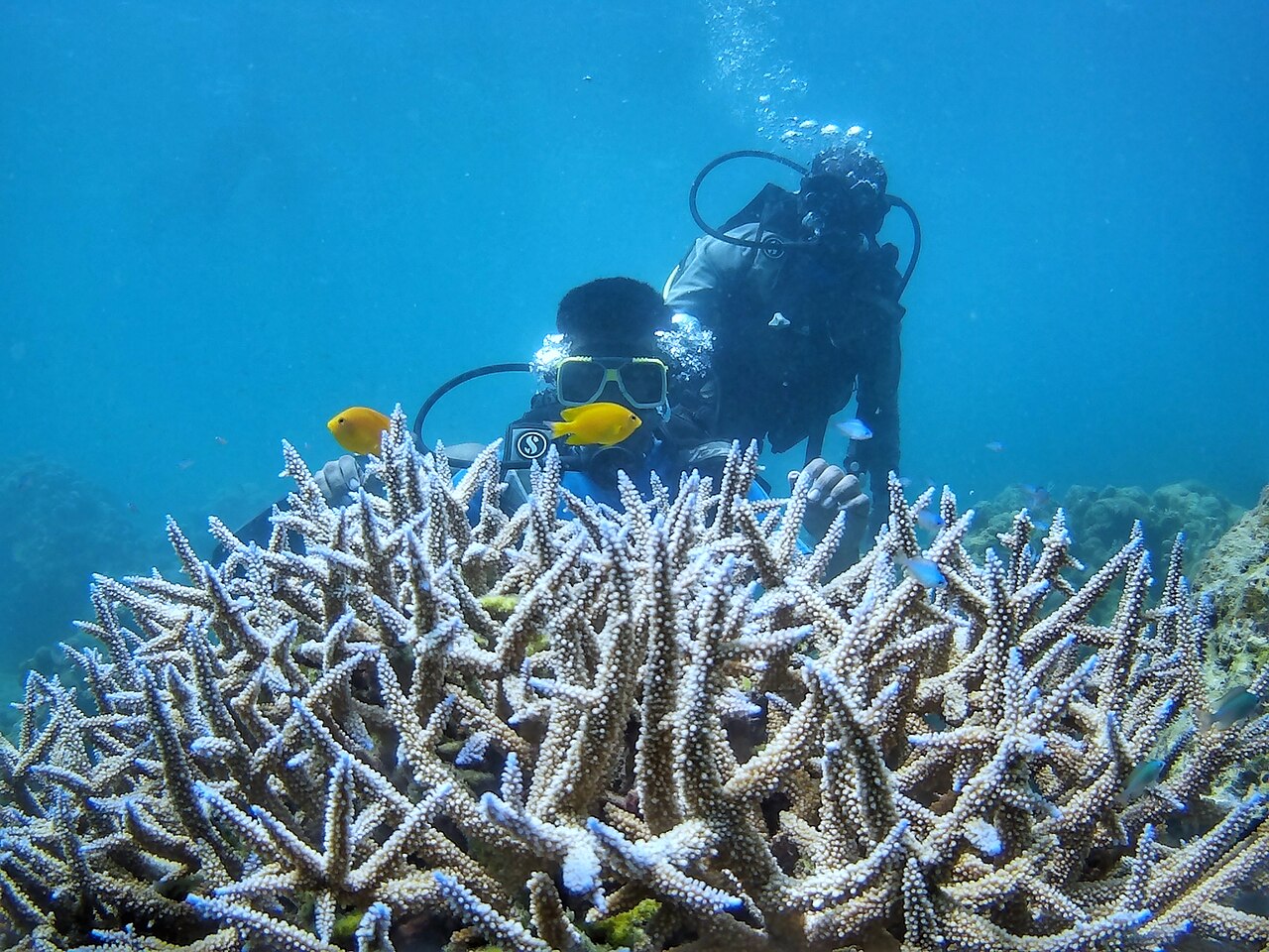 Snorkeling i nurkowanie