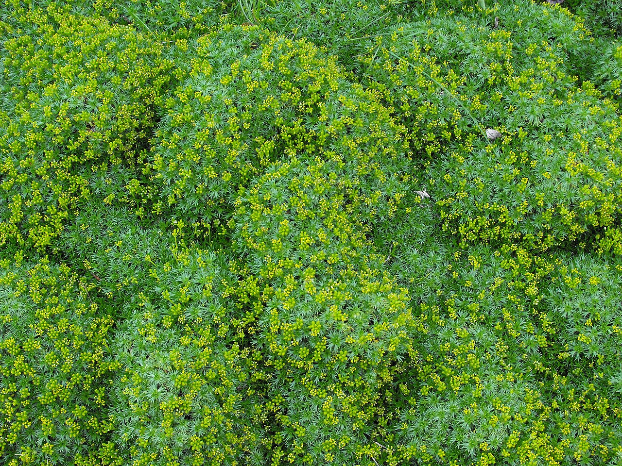 Ogród botaniczny w Akureyri