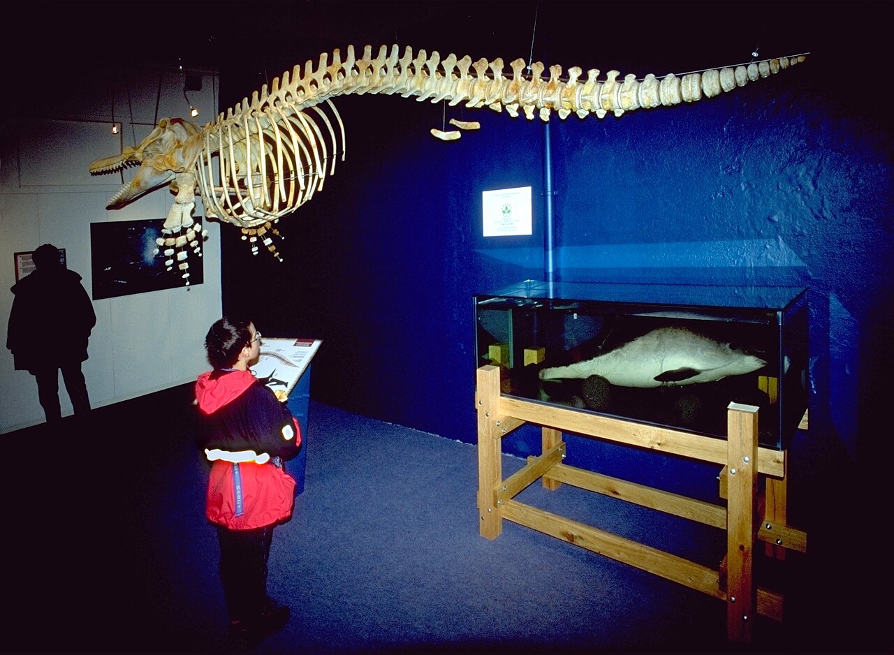 Muzeum Wielorybów w Húsavíku