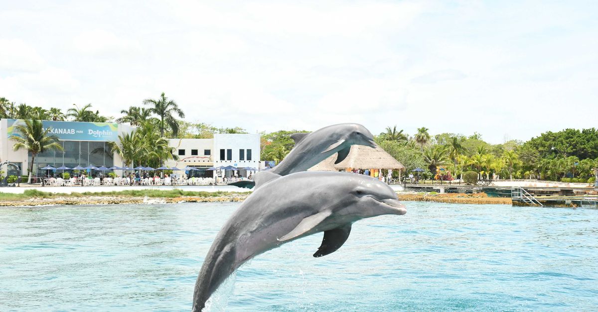 Dolphin Cove
