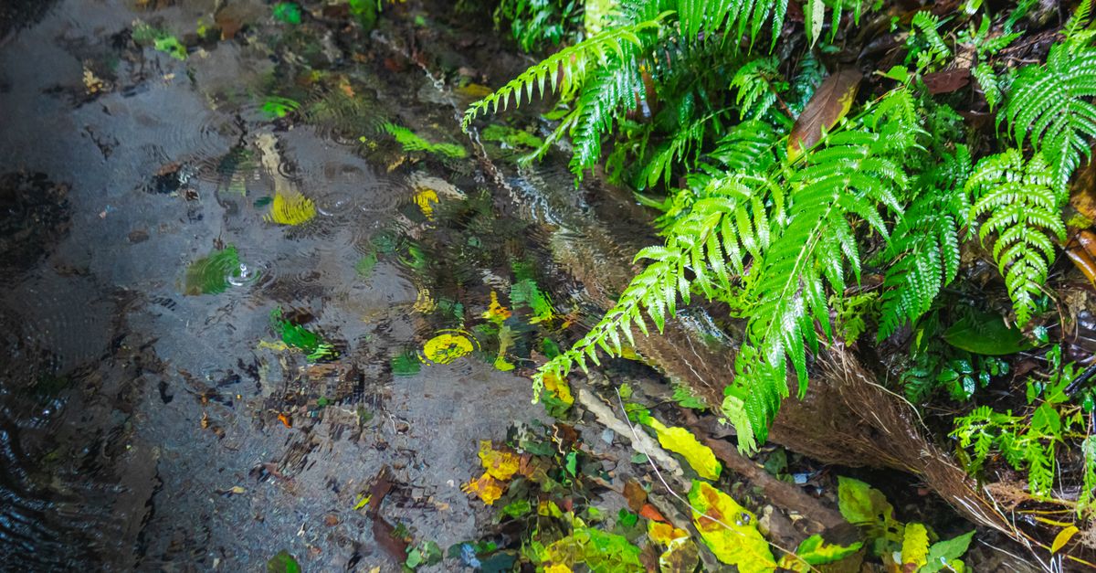 Fern Gully