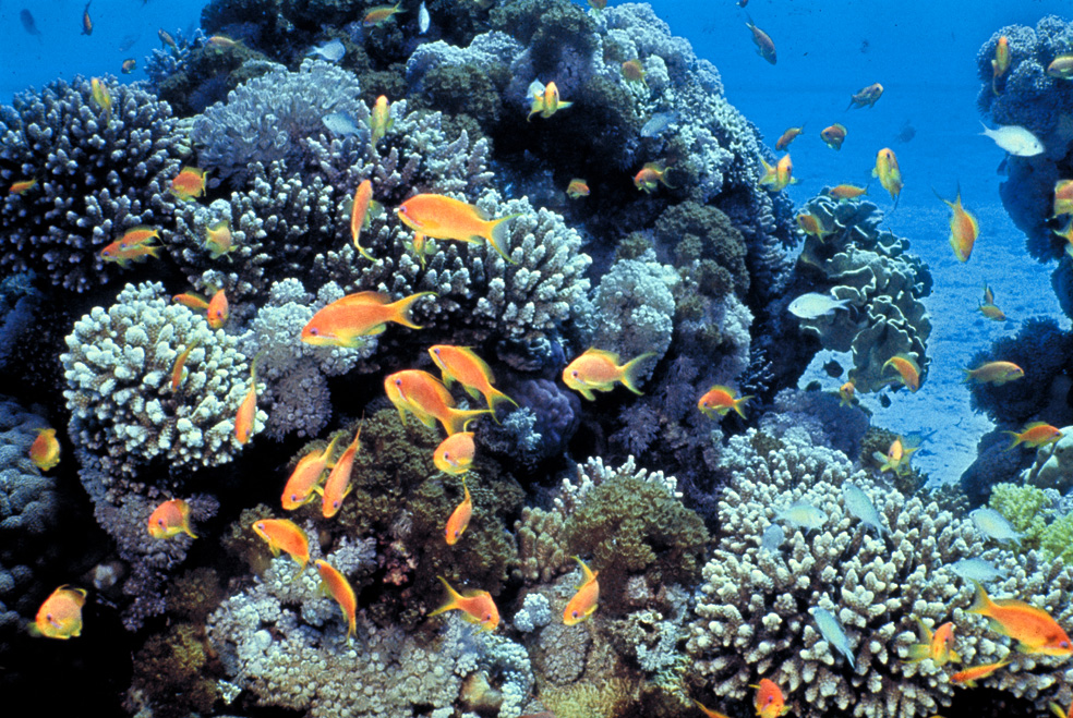 Rafa w Akaba Marine Park