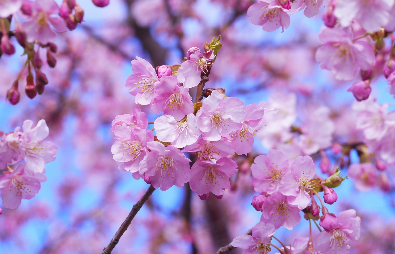 Sakura wokół zamku