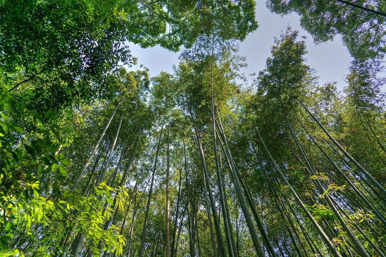 Arashiyama i gaj bambusowy