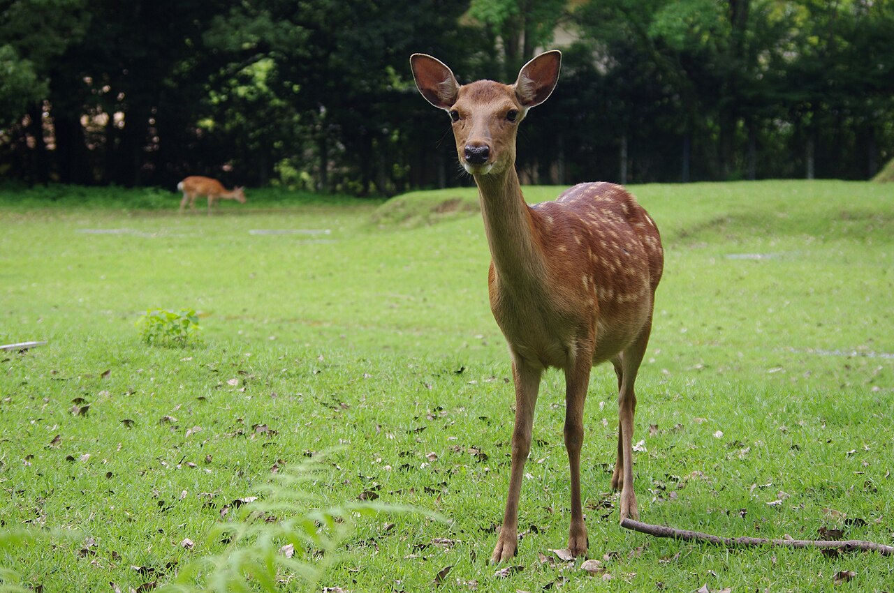 Park Nara i jelenie