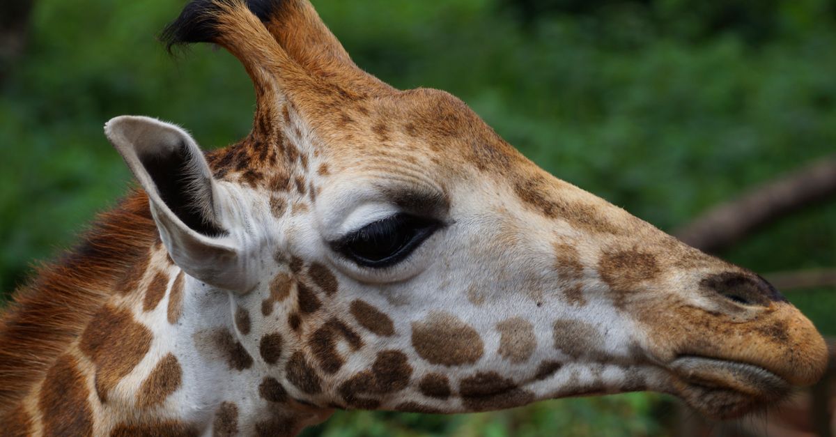 Giraffe Centre w Nairobi