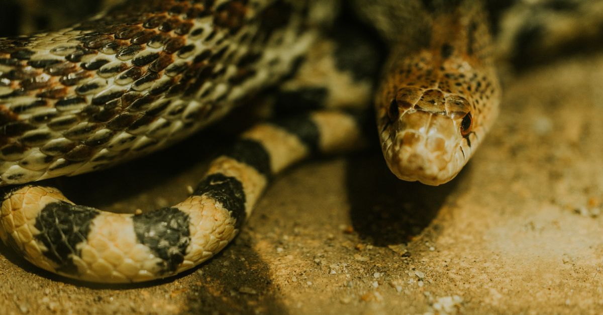 Bio-Ken Snake Farm w Watamu