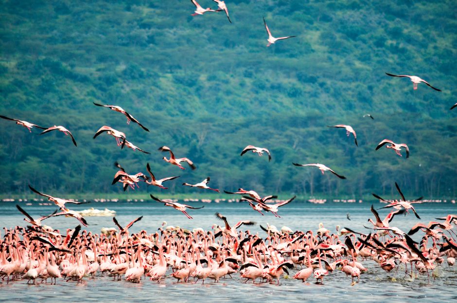 Flamingi Jeziora Nakuru