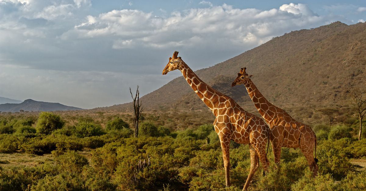 Safari w rezerwacie Samburu
