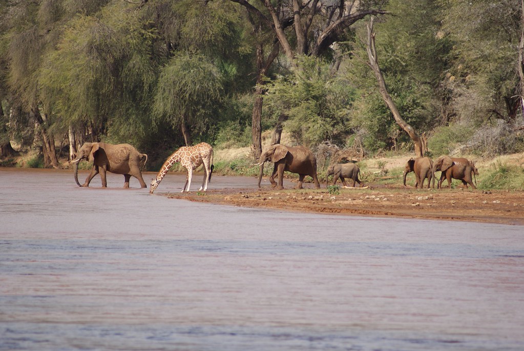 Samburu Lodge nad rzeką Ewaso