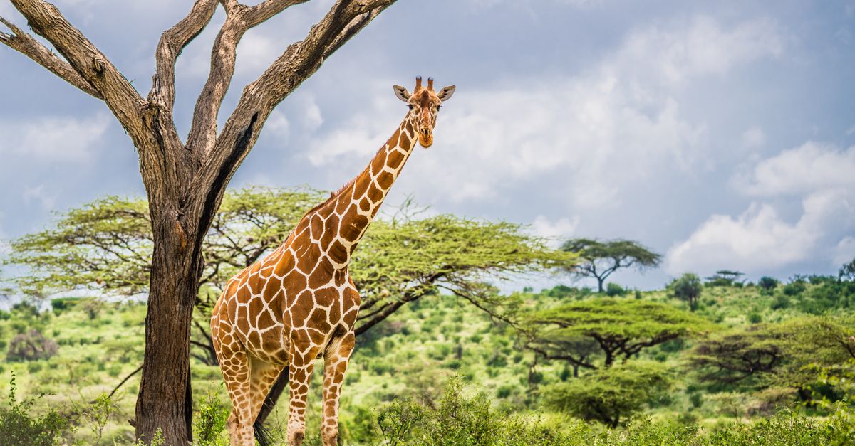 Reticulated giraffe z bliska