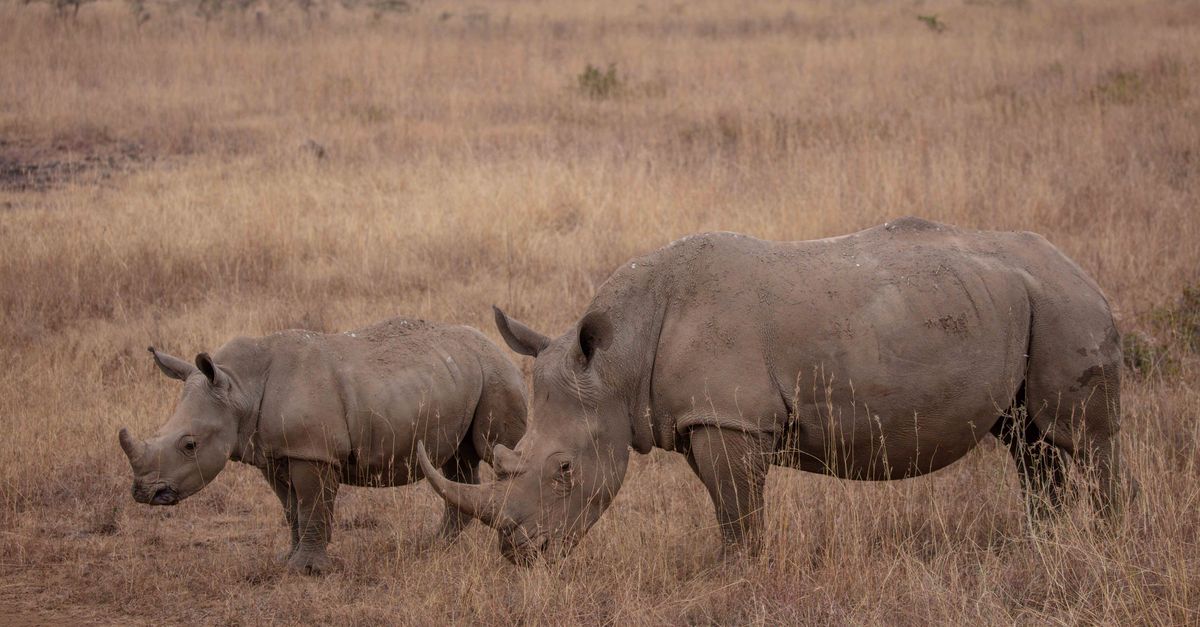Sanktuarium Ngulia Rhino