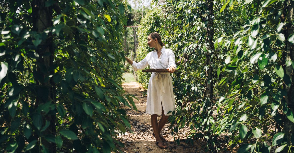 Plantacja pieprzu La Plantation