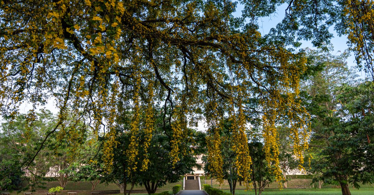 Ogrody botaniczne Peradeniya