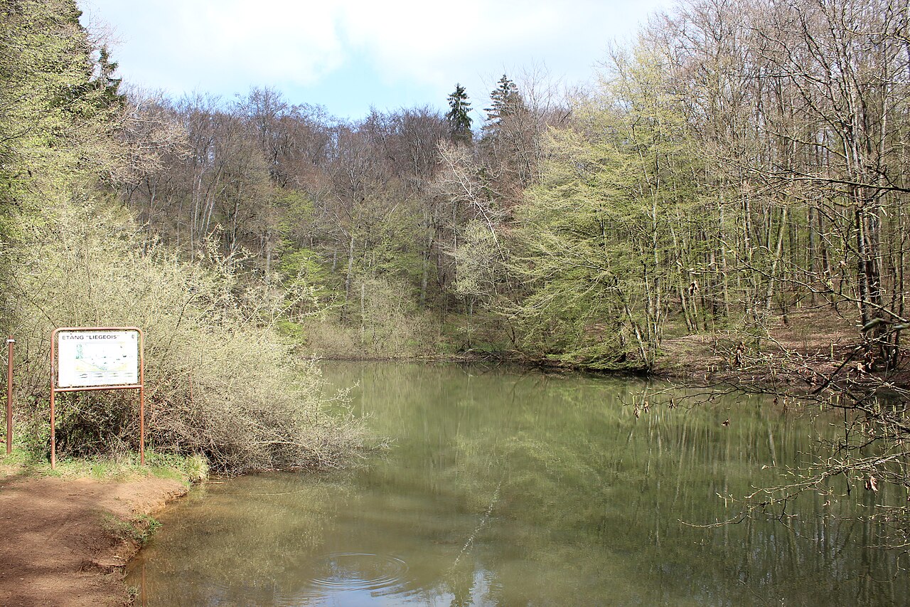 Rezerwat Ellergronn i Minett Trail