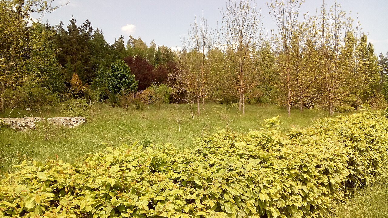 Rezerwat Codrii w Lozovej