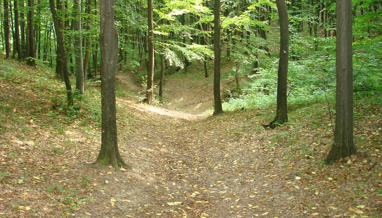 Park dendrologiczny rezerwatu