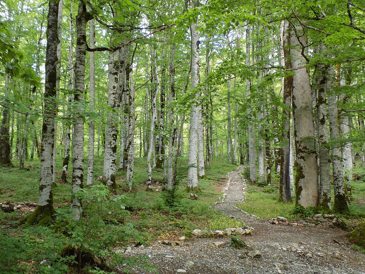 Szlak przez pierwotny las