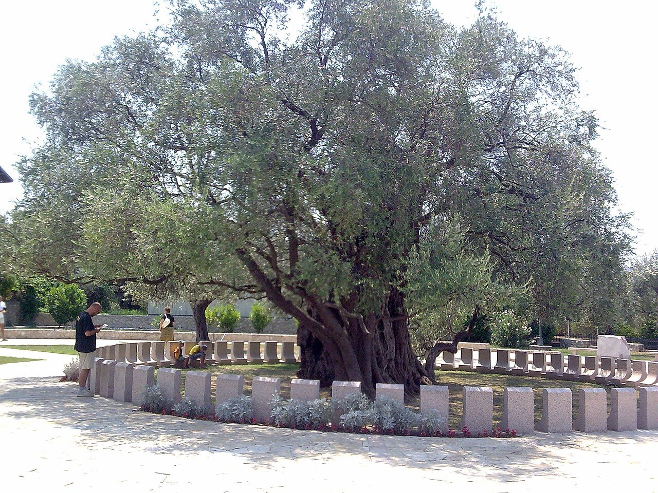 Stare drzewo oliwne
