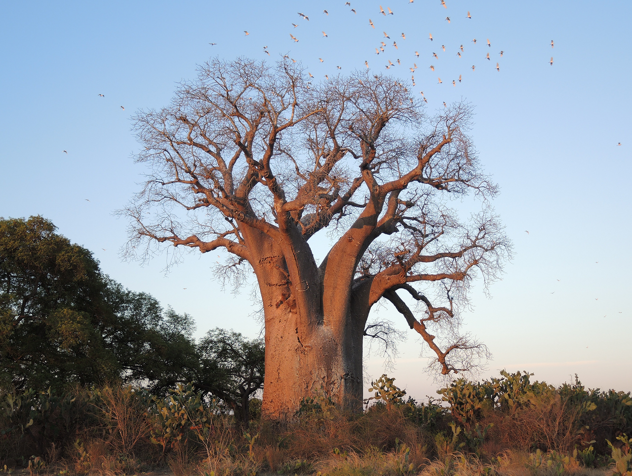 Baobab Święty