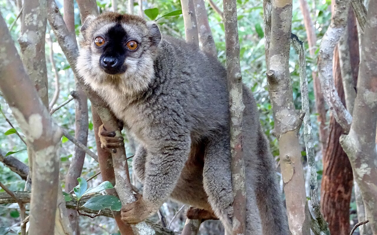 Wyspa lemurów Vakona