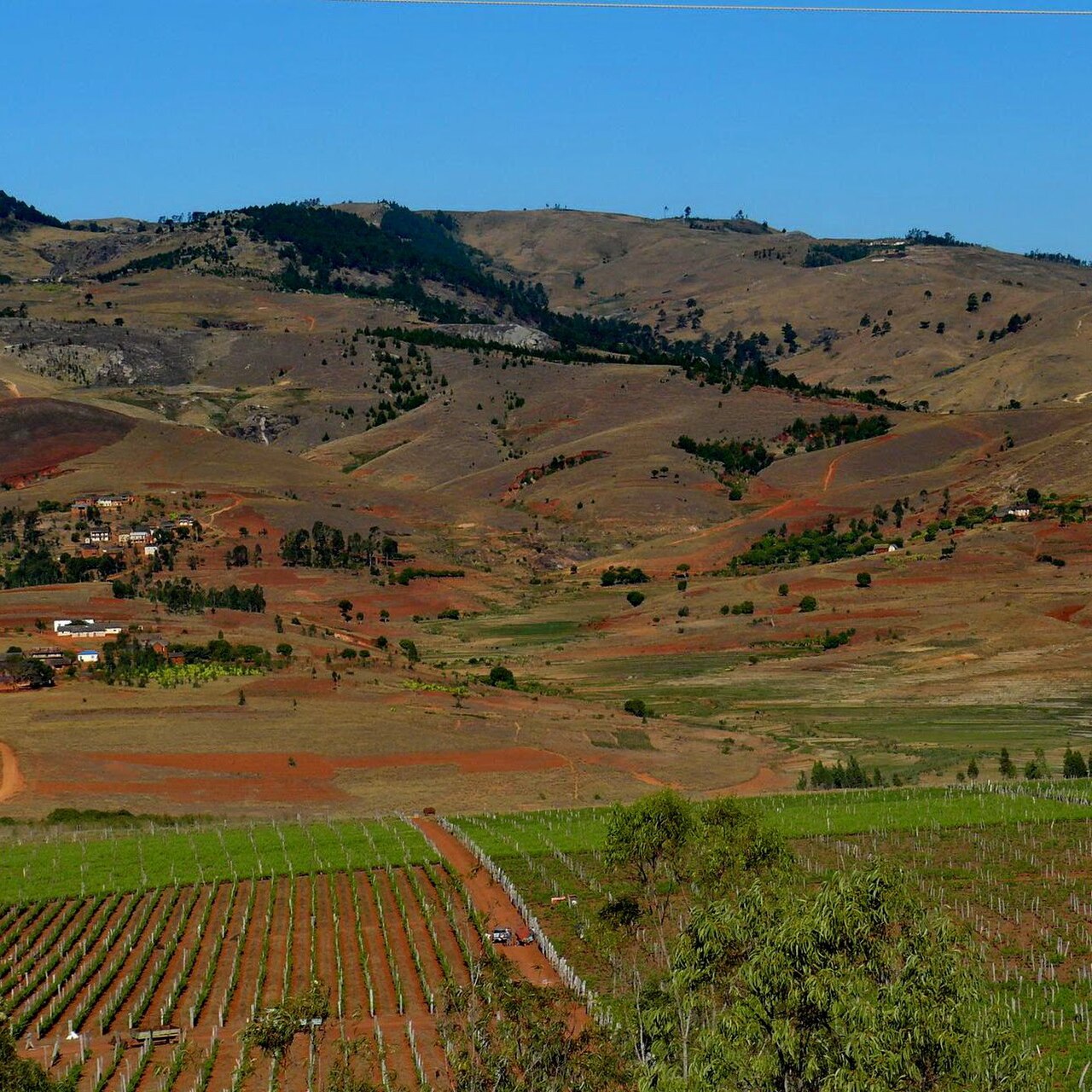 Winnice regionu Betsileo