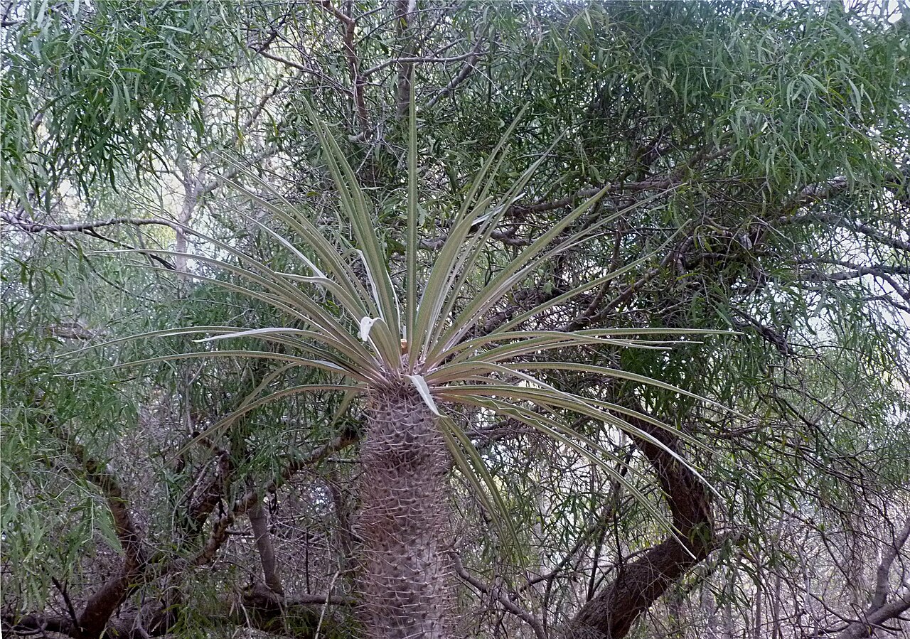 Arboretum d'Antsokay