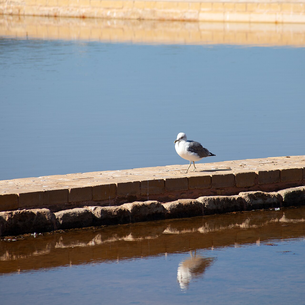 Rezerwat Salina