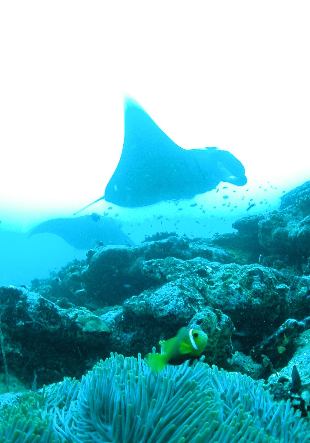 Snorkeling z mantami i rekinami wielorybimi