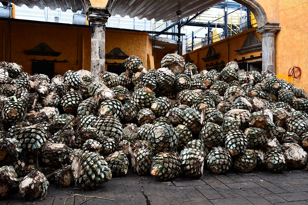 Destylarnia tequili