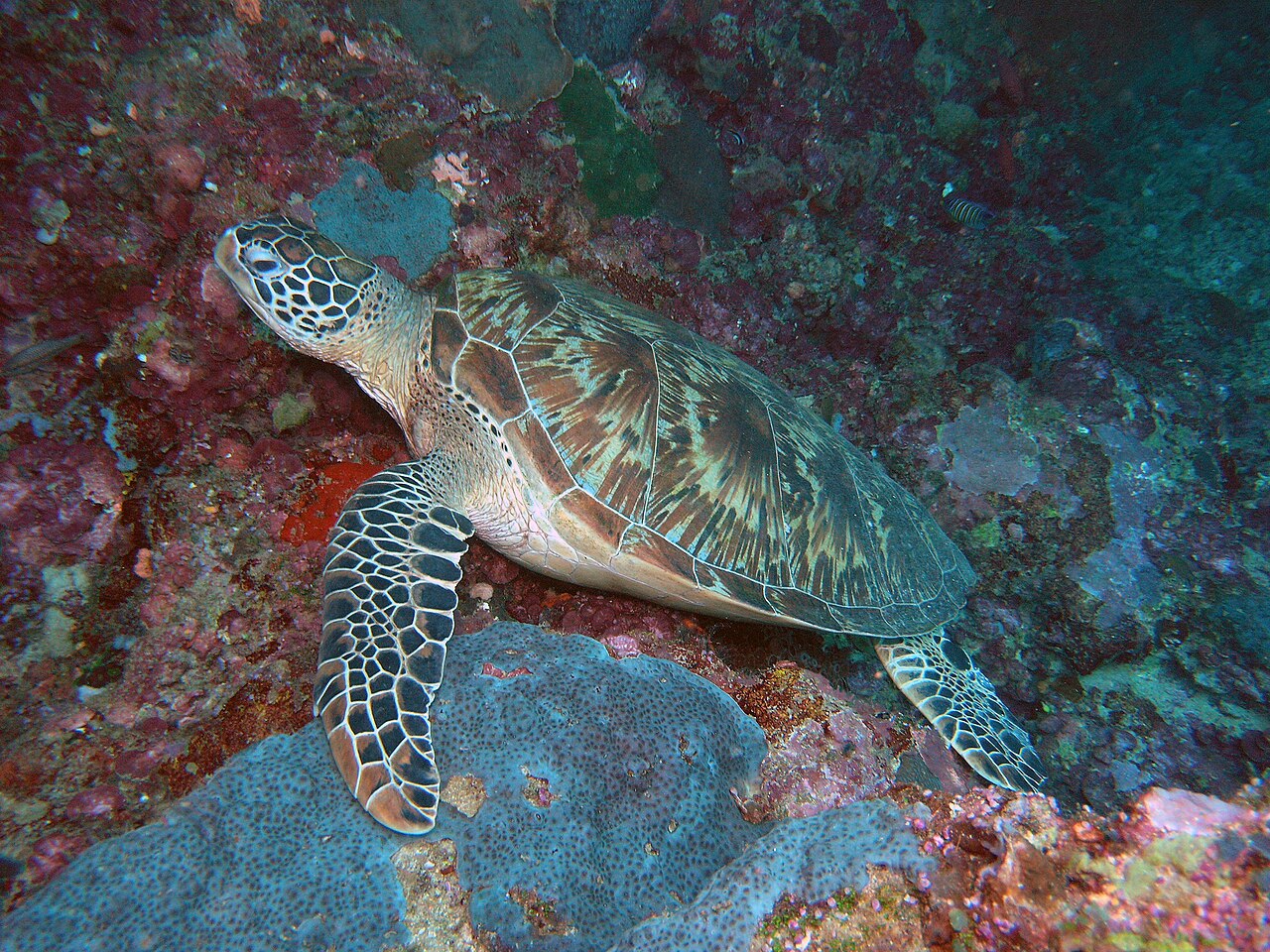 Turtle Tomb i jaskinia pod wodą